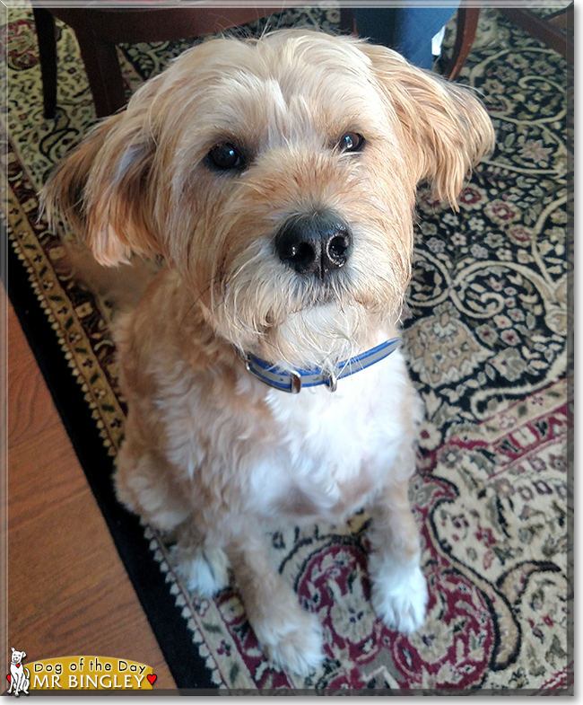 Mr. Bingley the Wheaten Terrier mix, the Dog of the Day