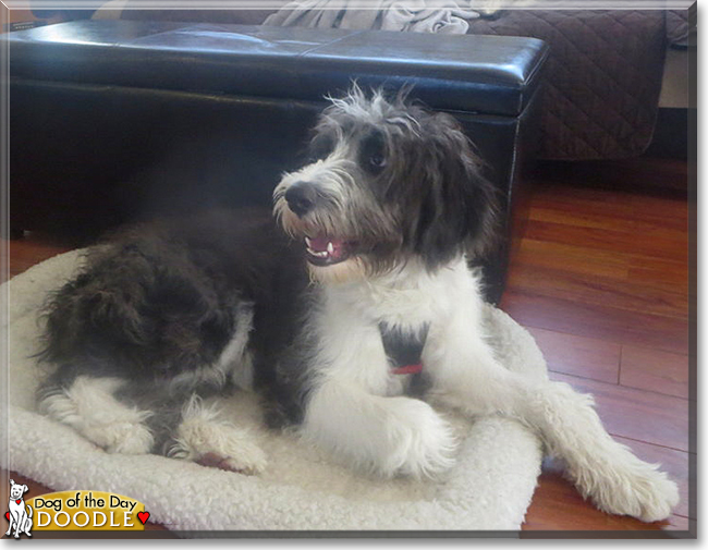 Doodle the Old English Sheepdog, Poodle mix, the Dog of the Day
