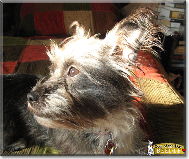 Beedle the Terrier mix, the Dog of the Day