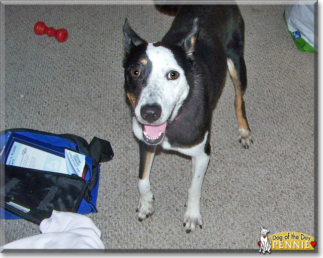 Pennie the Border Collie/German Shepherd Mix, the Dog of the Day