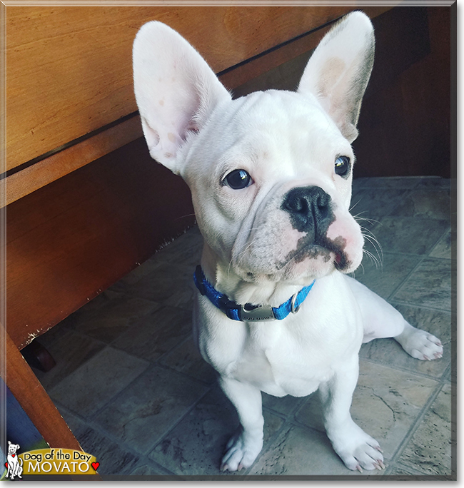 Movato the French Bulldog, the Dog of the Day