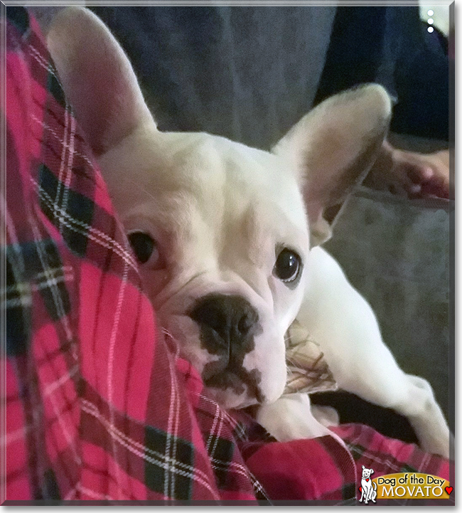 Movato the French Bulldog, the Dog of the Day