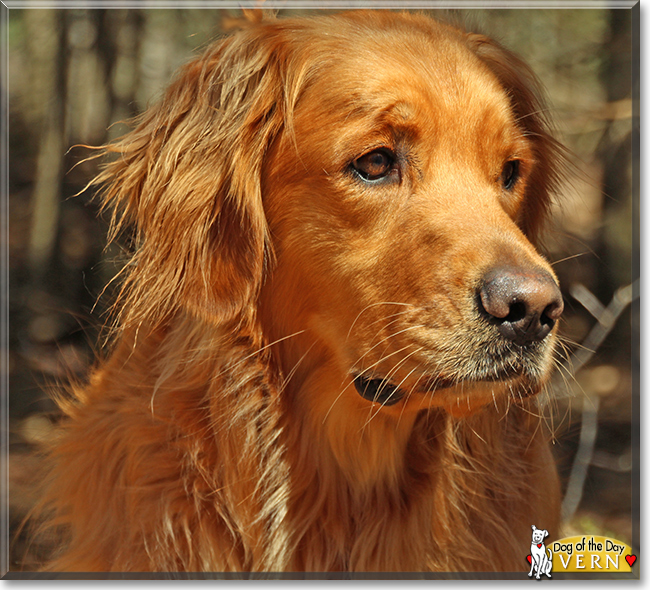Vern the Golden Retriever, the Dog of the Day