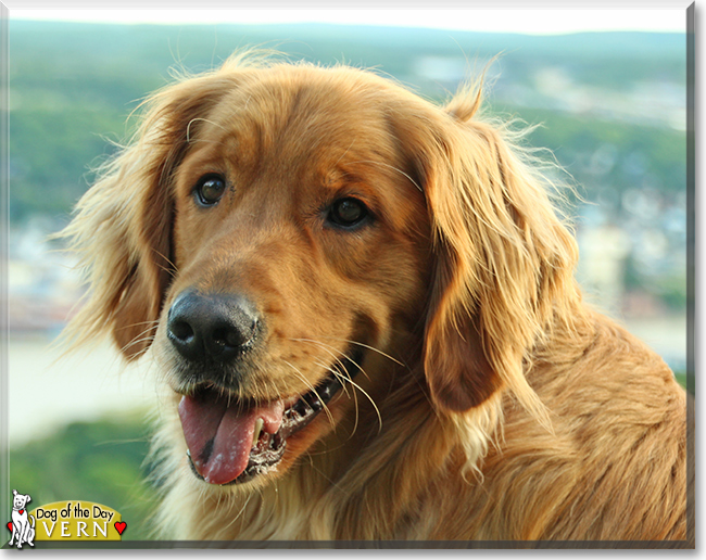 Vern the Golden Retriever, the Dog of the Day