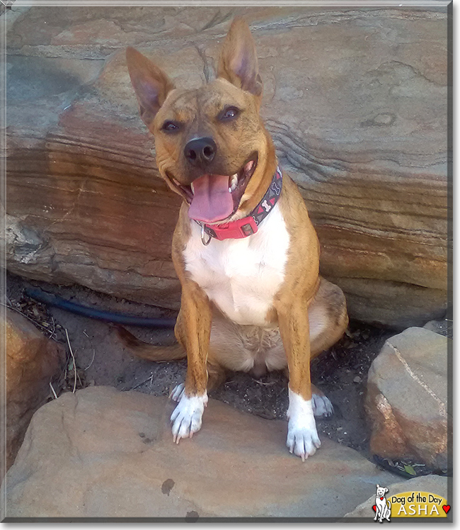 Asha the Staffordshire Terrier, Kelpie cross, the Dog of the Day