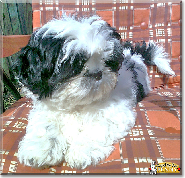 Penny the Shih Tzu, the Dog of the Day
