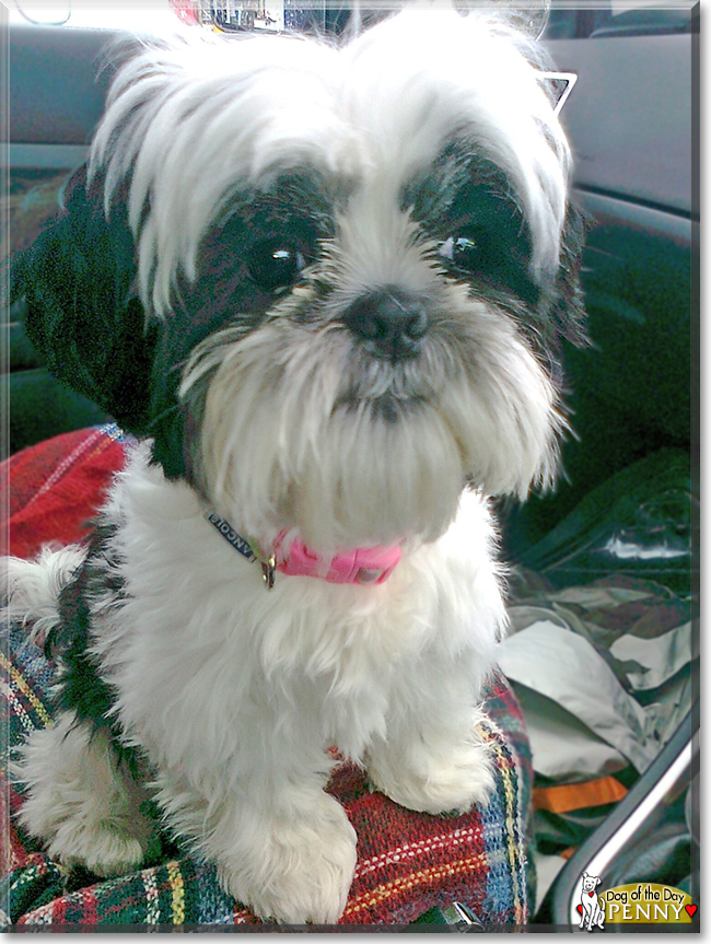 Penny the Shih Tzu, the Dog of the Day