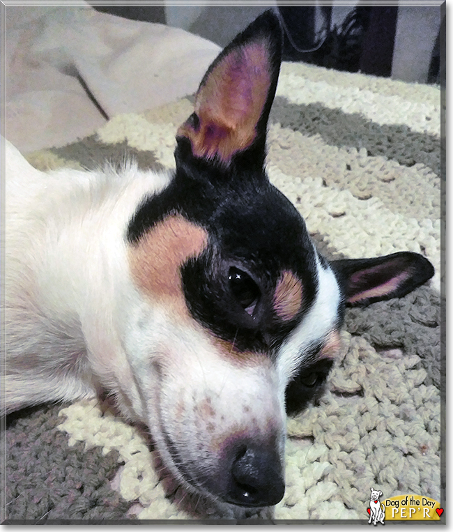 Pep'r the Chihuahua, Jack Russell mix, the Dog of the Day