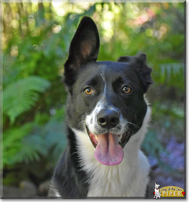 Piper the Border Collie, Belgian Malinois mix, the Dog of the Day