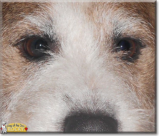 Rocky the Jack Russell Terrier, the Dog of the Day