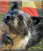Beedle the Terrier mix