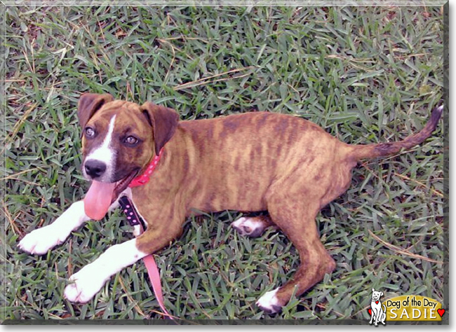 Sadie the Pitbull, Boxer mix, the Dog of the Day