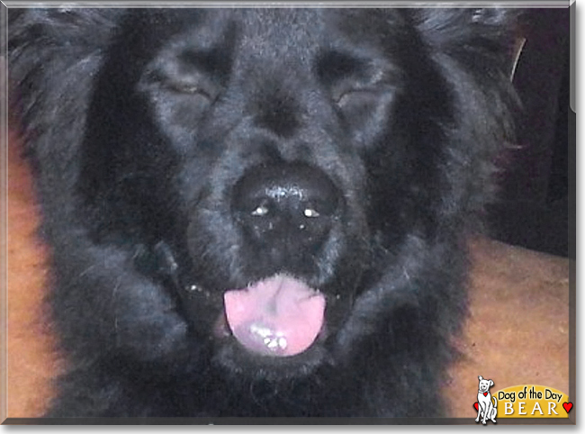 Bear the Collie. Chow Chow mix, the Dog of the Day