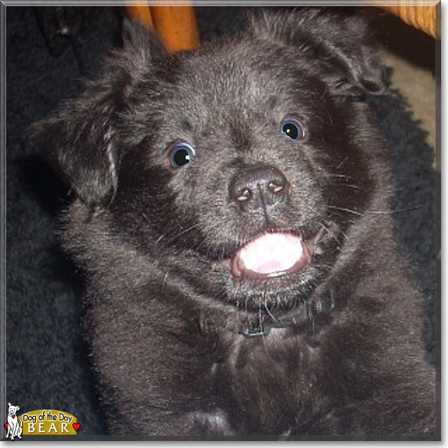Bear the Collie. Chow Chow mix, the Dog of the Day