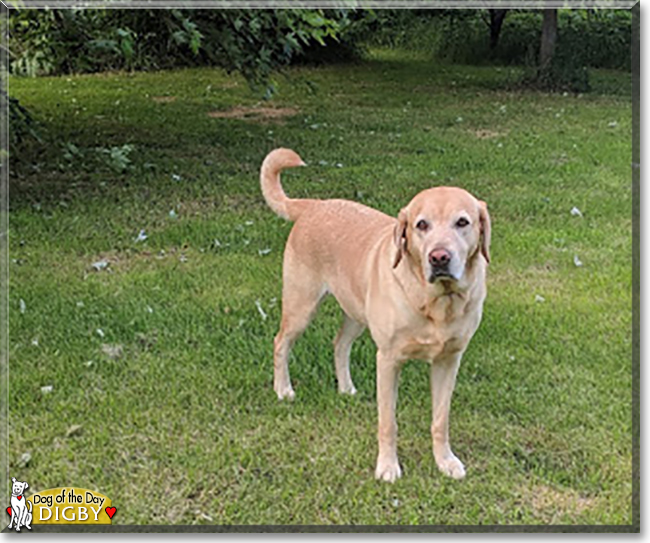 Digby the Labrador Retriever mix, the Dog of the Day