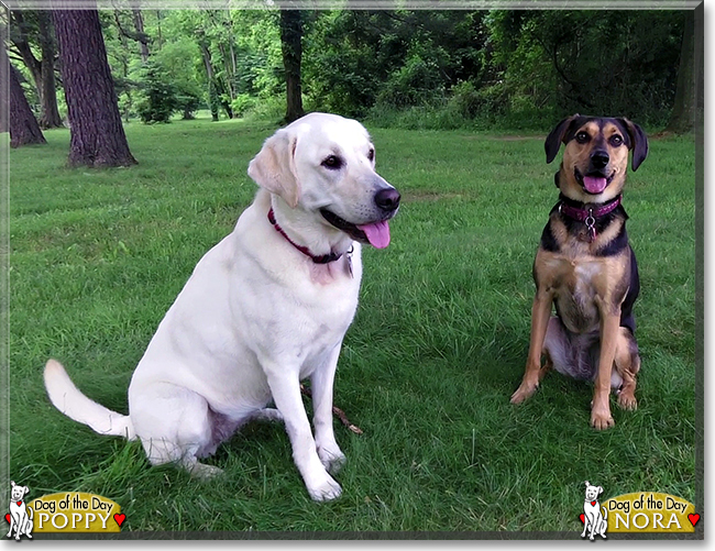 Poppy the Retriever mix and Nora the Hound mix, the Dogs of the Day