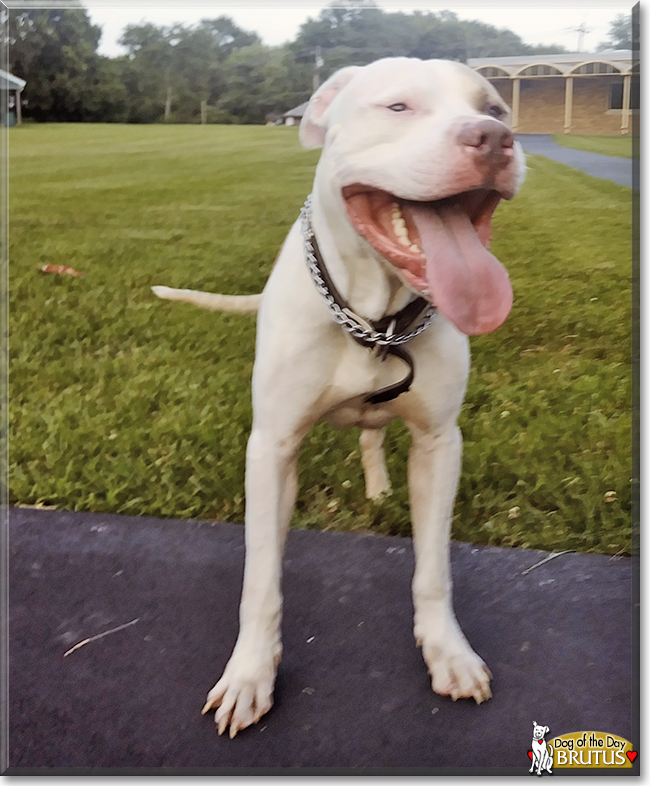 Brutus the American Pit Bull Terrier, the Dog of the Day