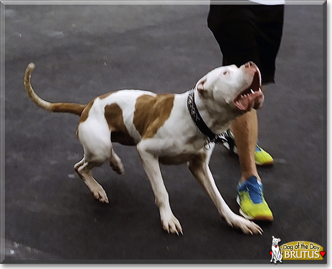 Brutus the American Pit Bull Terrier, the Dog of the Day