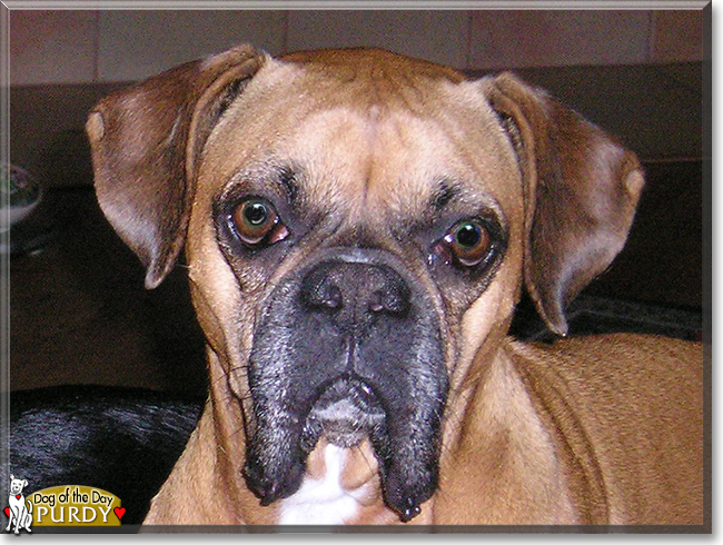 Purdy the Boxer, the Dog of the Day