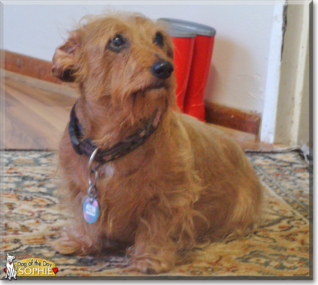 Sofie the Wire-haired Dachshund mix, the Dog of the Day