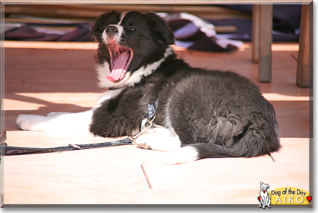 Aiko the Border Collie, the Dog of the Day
