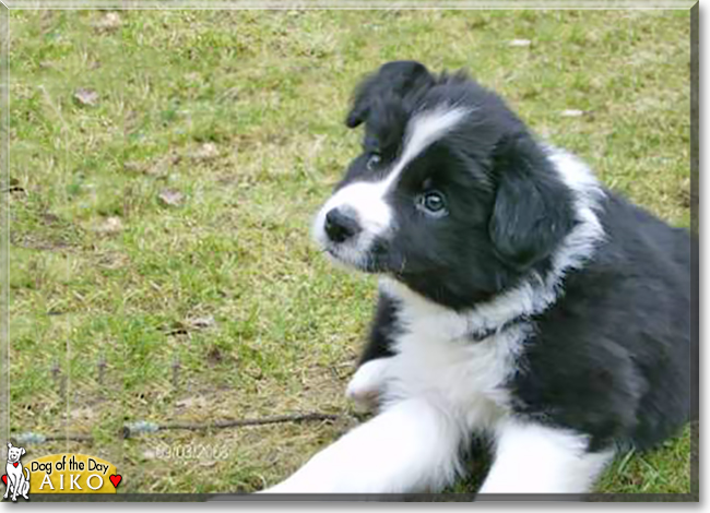 Aiko the Border Collie, the Dog of the Day