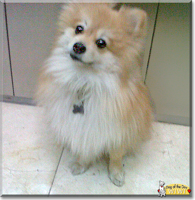 Wiwi the Pomeranian, the Dog of the Day