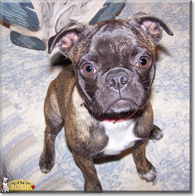 Roxie the Boston Terrier, Pug mix, the Dog of the Day