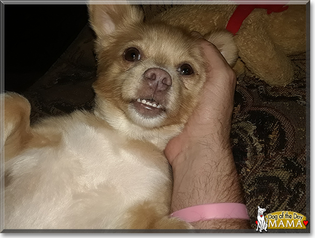 Mama the Chihuahua, Jack Russell Terrier mix, the Dog of the Day