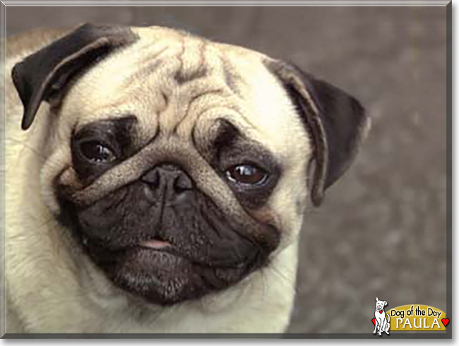 Paula the Pug, the Dog of the Day