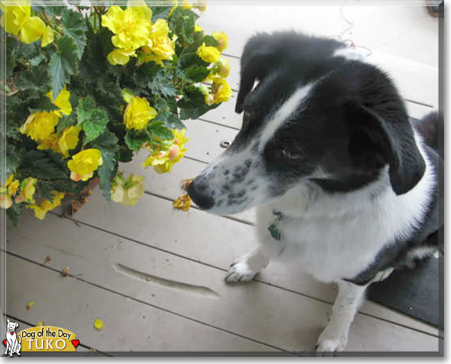 Tuko the Border Collie mix, the Dog of the Day