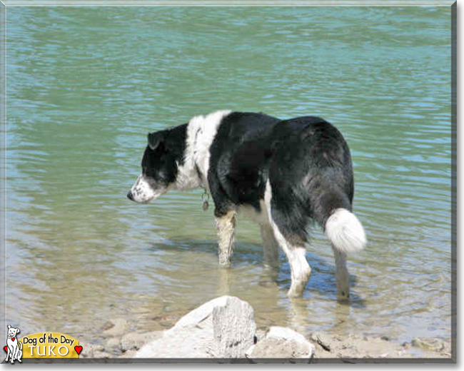 Tuko the Border Collie mix, the Dog of the Day