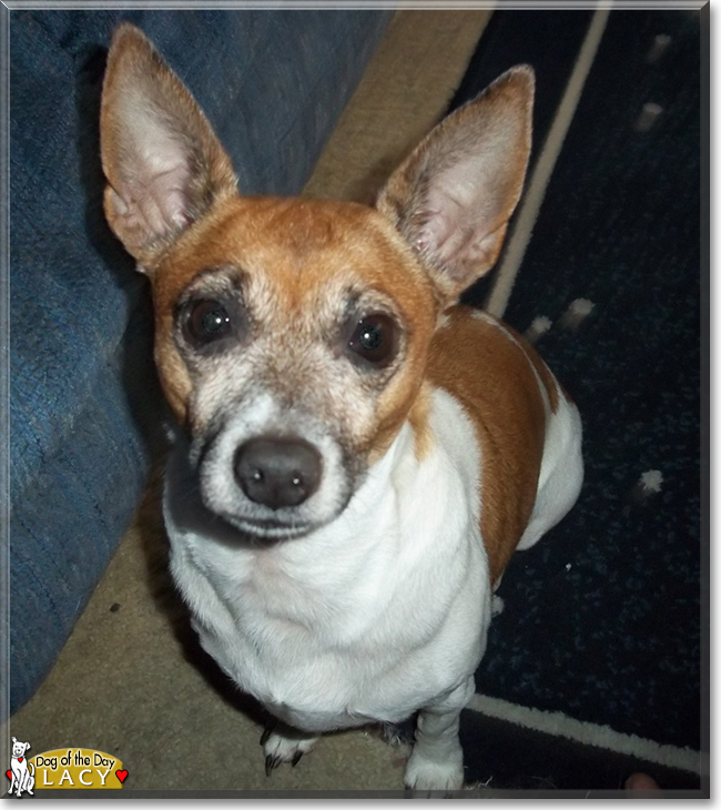 Lacy the Rat Terrier, the Dog of the Day