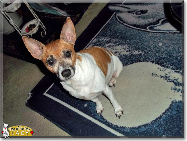 Lacy the Rat Terrier, the Dog of the Day