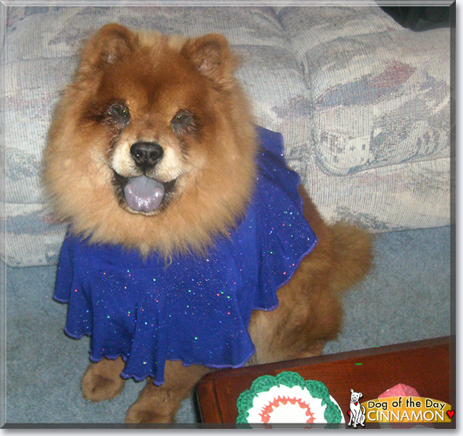 Cinnamon the Chow-Chow, the Dog of the Day