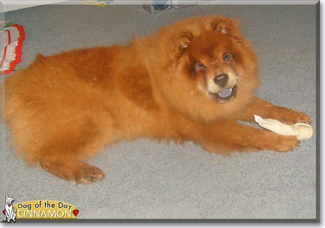 Cinnamon the Chow-Chow, the Dog of the Day