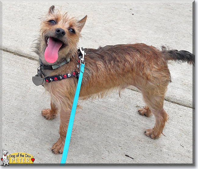 Peter the Chihuahua, Yorkshire Terrier mix, the Dog of the Day