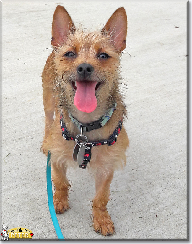 Peter the Chihuahua, Yorkshire Terrier mix, the Dog of the Day