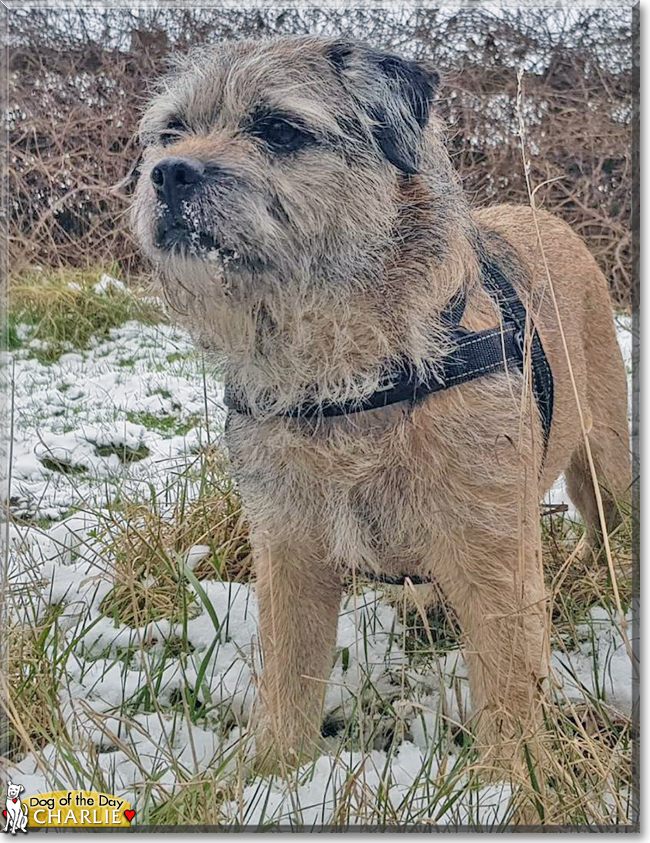 Charlie the Border Terrier, the Dog of the Day