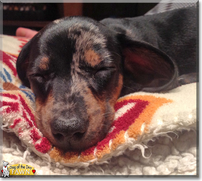 Fawn the Miniature Dachshund, the Dog of the Day