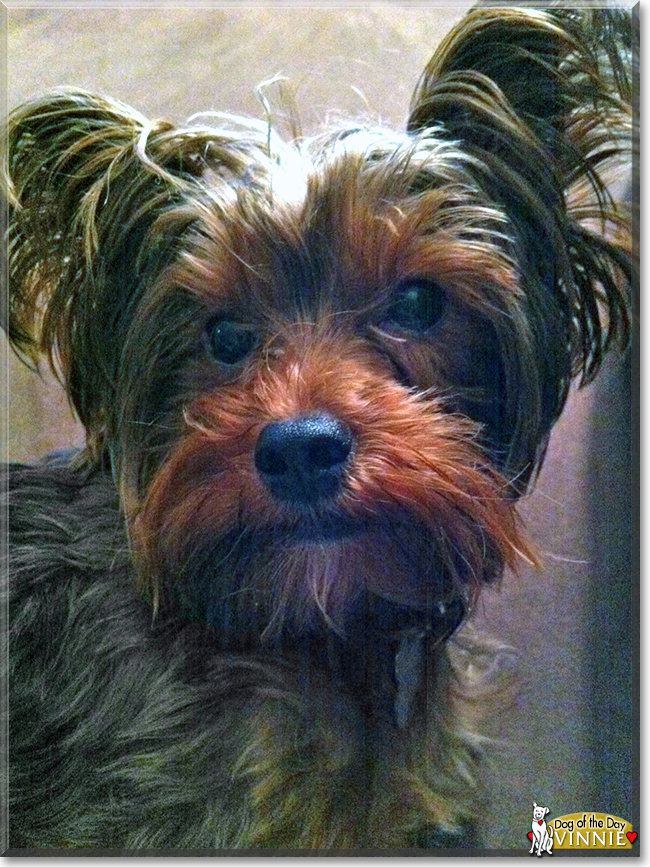 Vinnie the Yorkshire Terrier, the Dog of the Day