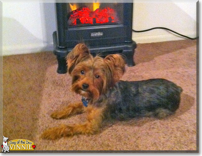 Vinnie the Yorkshire Terrier, the Dog of the Day