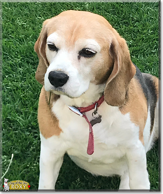 Roxy the Beagle, the Dog of the Day