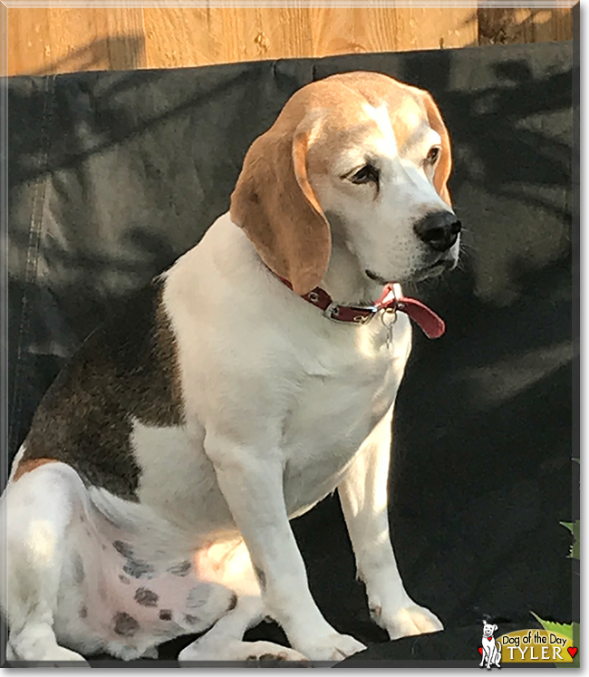 Tyler the Beagle, the Dog of the Day