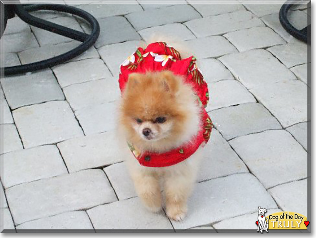 Truly the Pomeranian, the Dog of the Day