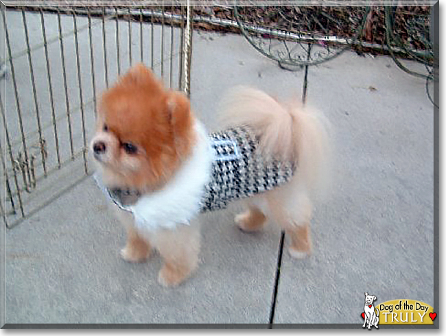 Truly the Pomeranian, the Dog of the Day