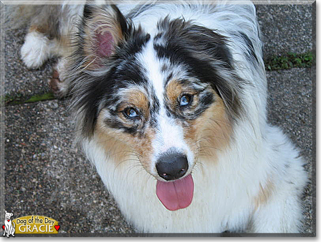 Gracie the Australian Shepherd, the Dog of the Day