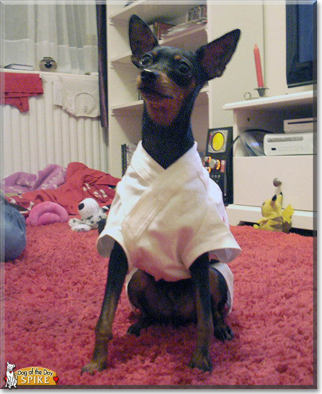 Spike the Miniature Pinscher, the Dog of the Day