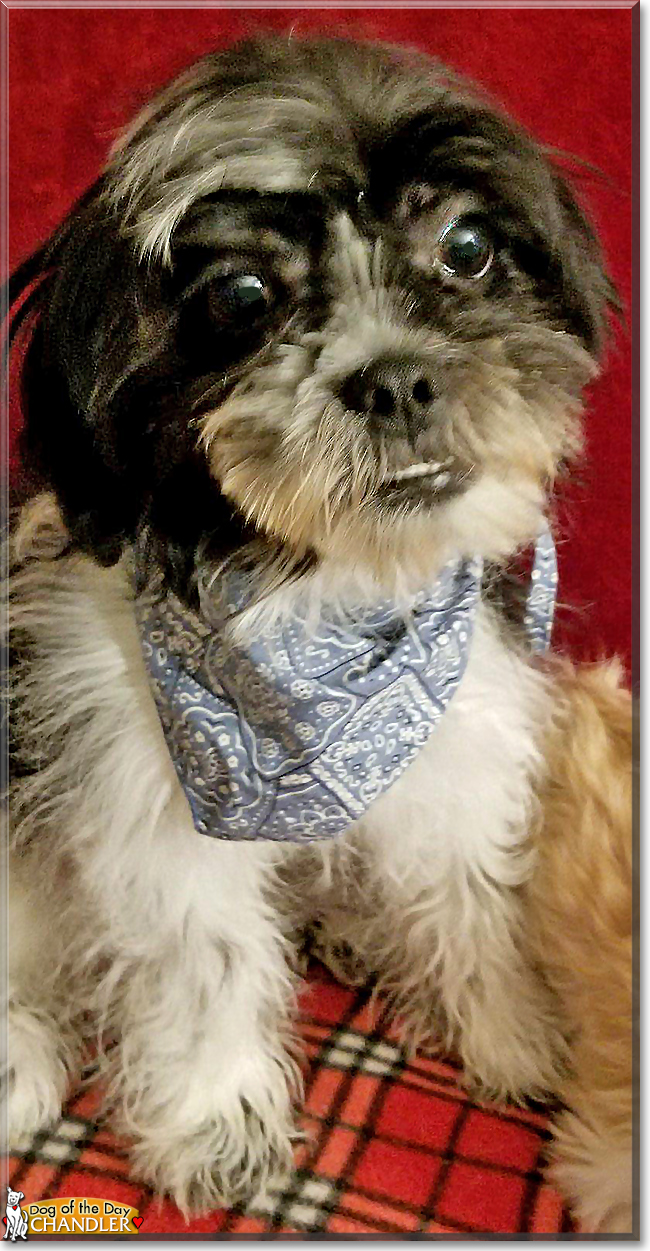 Chandler the Shih Tzu, Chihuahua, Yorkshire Terrier mix, the Dog of the Day