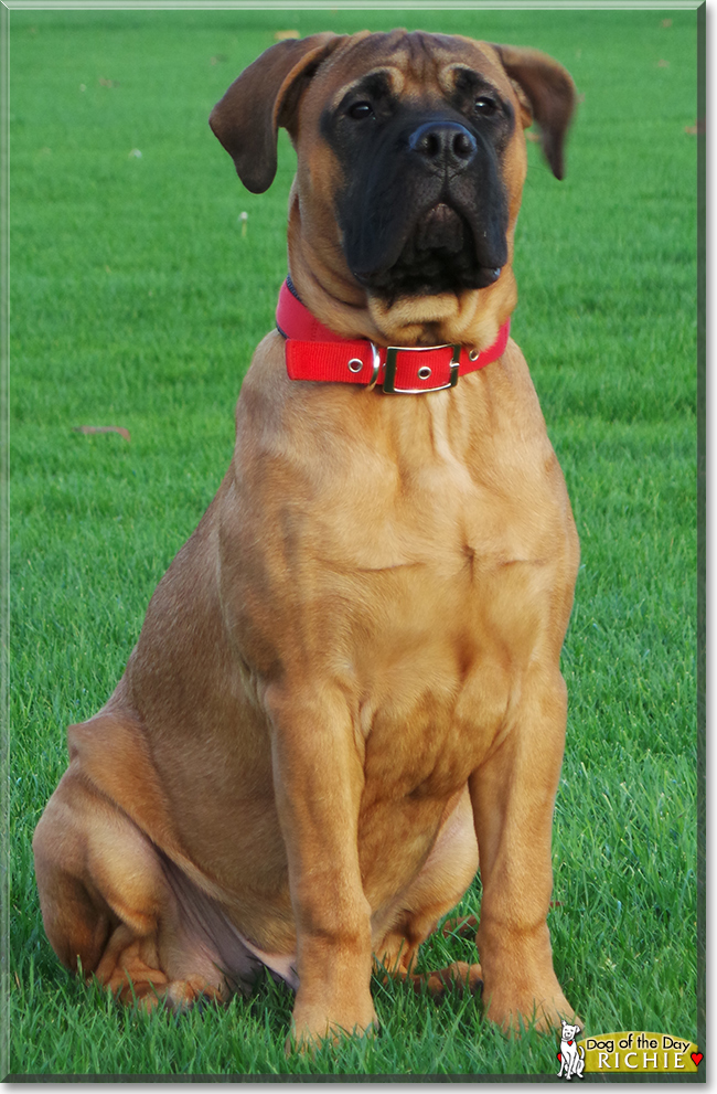 Richie the Bullmastiff, the Dog of the Day